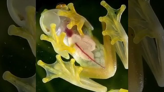 Стеклянная лягушка с полупрозрачной кожей. смотреть онлайн