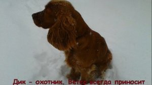 Английский кокер-спаниель: описание породы, уход и отзывы/ВИДЕО О ЖИВОТНЫХ/Наш Дик.