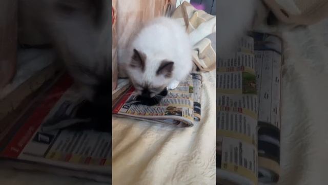 Деловая игрунья. Котенок окраса сил-пойнт порода священная бирма. Питомник Маритана кэт (Москва) смотреть онлайн