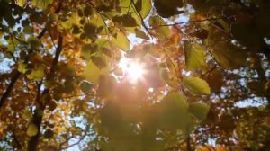 1 Лучшее Сборник КРАСИВОЙ музыки для души  Сергей Чекалин!