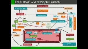 ОБМЕН ЛИПИДОВ - часть 8 - Просто о сложном - Химия