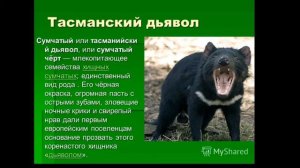 КТО ТАКОЙ ТАСМАНСКИЙ ДЬЯВОЛ