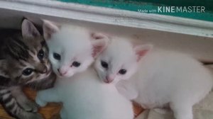 Мои котята