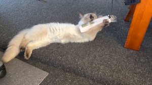 Shadow (seal point ragdoll) vs a newspaper