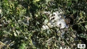 31 августа. Мороз убил арбузы! Китайский способ подвязки бахчевых  в теплице.