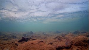 Хариус малых рек.  БАШКИРИЯ!!!