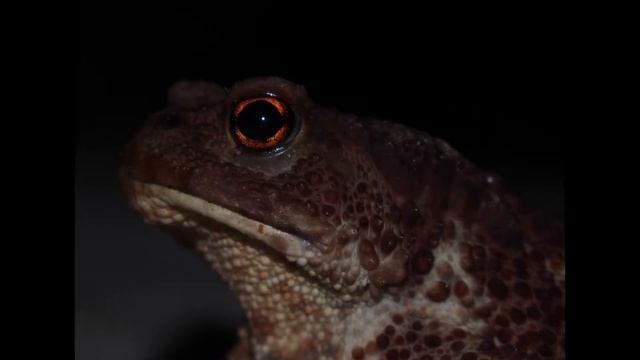 olympus pen e-pl5 смотреть онлайн