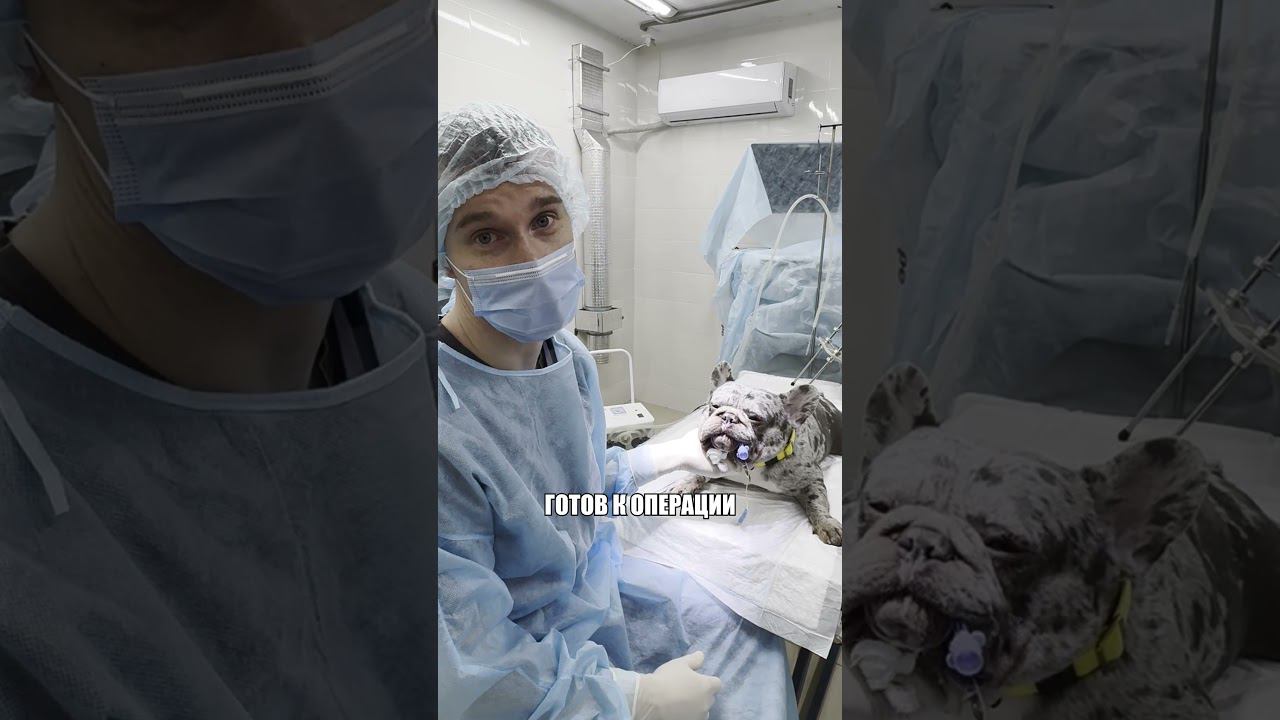 Нёбная занавеска у французского бульдога Кирпича #ветеринария #нёбнаязанавеска #французскийбульдог смотреть онлайн