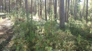 Забытые способы ориентирования. По Солнцу и времени, часть 1