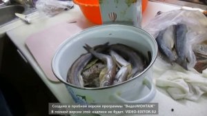 вялим морскую рыбу камбалу путасу селедку мойву