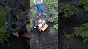 Прополка картофеля мото культиватором(МОГЕЛЕВ)