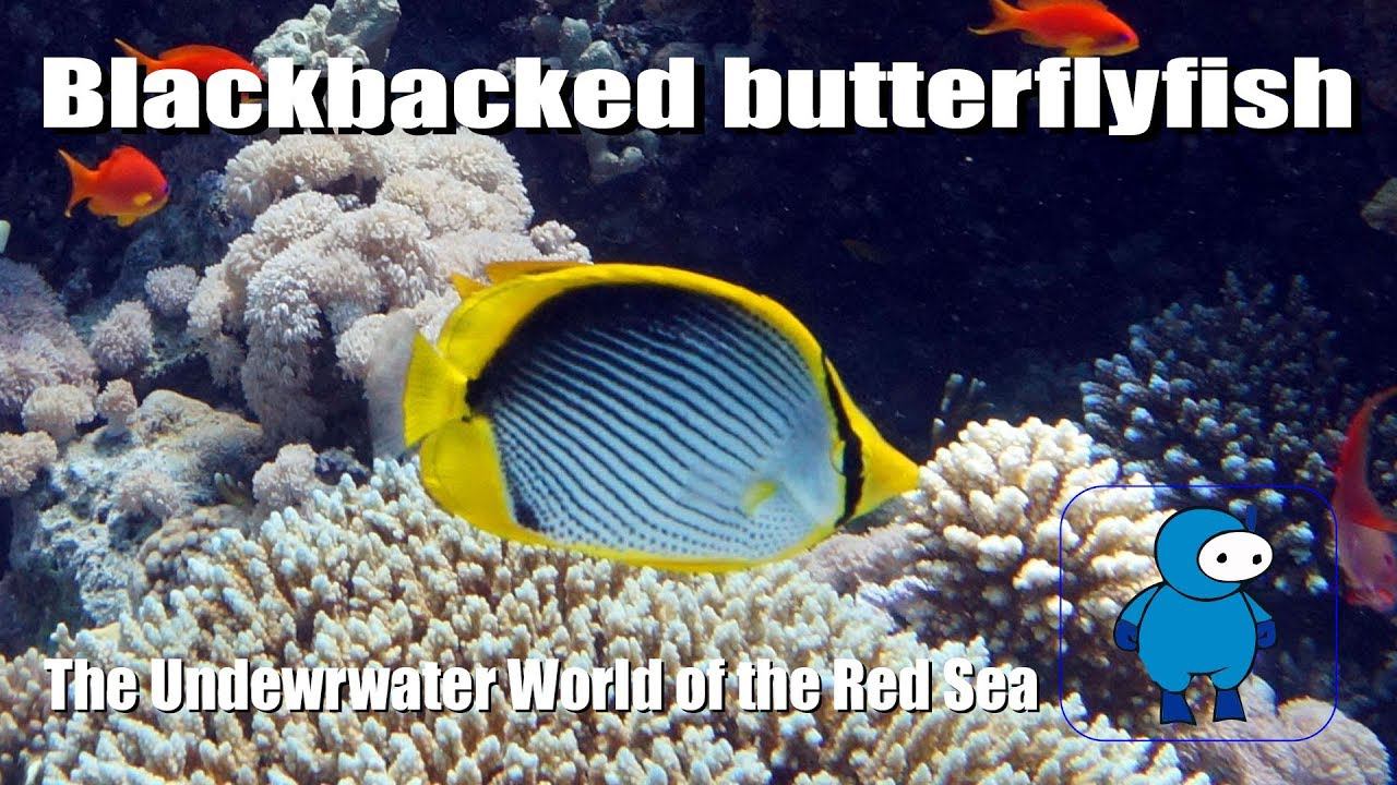 Черноспинная рыба-бабочка. Blackbacked butterflyfish. Подводный мир Красного моря. смотреть онлайн