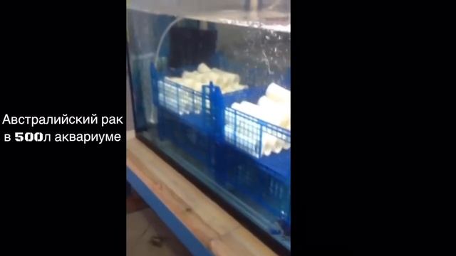 АкваПром: Австралийский рак узв 500л