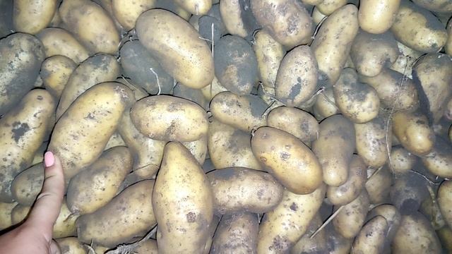 Картофель Гранада урожай 2021 смотреть онлайн