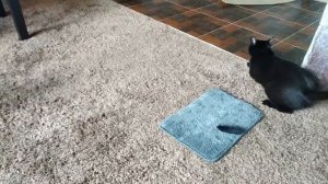 Мейн кун Степан и кот Тихон. Смотри братюня как я умею.