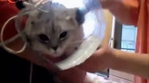 Стрижка кошки.