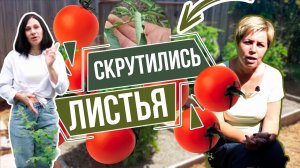 Ужас!! Почему скручиваются листья томатов  Советы эксперта Хитсад ТВ