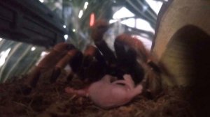 Птицеед vs крыса #паук #птицеед