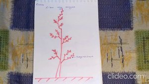 Обрезка колоновидной яблони / Pruning of a columnar apple tree