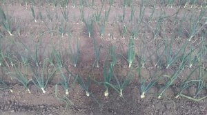 Подкормка для лука  Эксибишен в июне для формирования крупной головки. Лук на 28 июня.