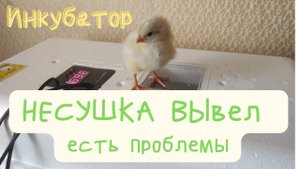 Инкубатор вывел, есть проблемы