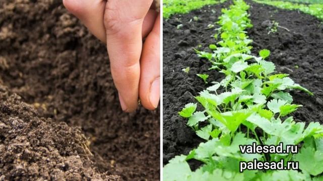 ПОСАДИТЕ ЭТОТ СОРТ ПЕТРУШКИ, ЕСЛИ ХОТИТЕ БОЛЬШОЙ УРОЖАЙ ЗЕЛЕНИ ДО СНЕГА!