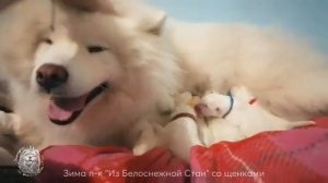 Новорождённые щенки самоеда с мамочкой, питомник самоедов Из Белоснежной Стаи