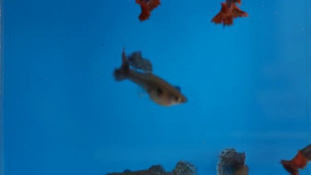 Elephant Ear – Слоновье Ухо! смотреть онлайн