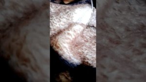 Как убрать засохшего лизуна с  покрывала