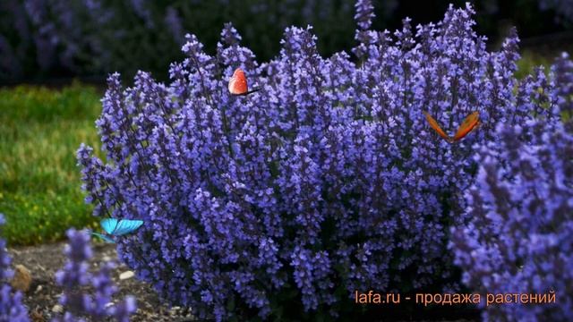 Котовник фассена Кит Кэт (nepeta faassenii kit kat) ? обзор: как сажать, саженцы котовника Кит Кэт