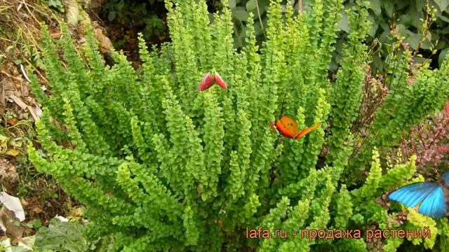 Барбарис тунберга (berberis Thunbergii) ? тунберга барбарис обзор: как сажать, саженцы барбариса
