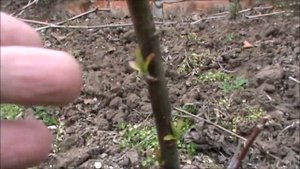 Ива Вавилонская Криспа и весна