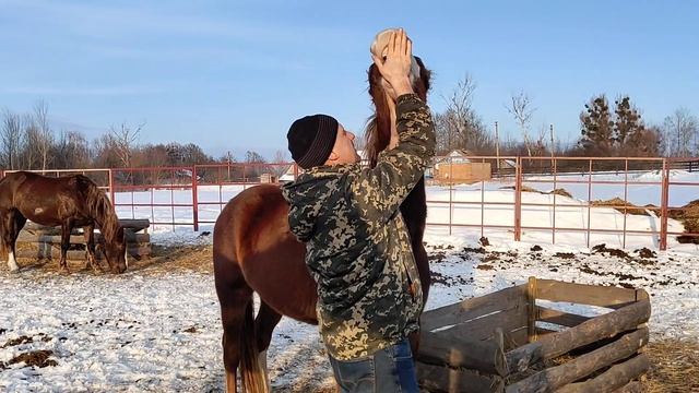 Как завязать хвост лошади? А может лошадь просто хочет общения с вами!? А вы ее по морде!... смотреть онлайн