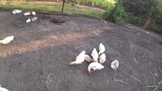 Готовила Оладьи из Кабачка и Тыквы. Все в дело! Дом за Городом смотреть онлайн