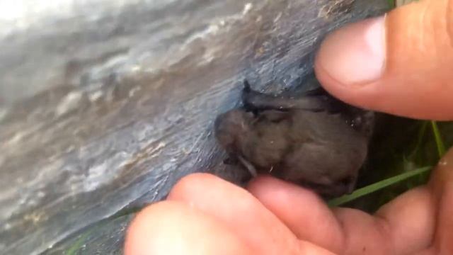 ЛЕТУЧАЯ МЫШЬ ЗАЛЕТЕЛА К НАМ В ДОМ смотреть онлайн