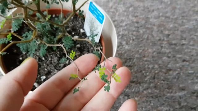 Auspackung|Розпаковка|Распаковка?Sophora"Little Baby"|Софора"Литл Бэйби"