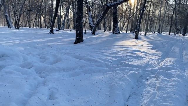 Морозное утро в парке.  Белки  | Frosty morning in the park.  Squirrels   mp4