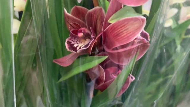 Праздничный завоз орхидей а Леруа Мерлен 3 марта 2021 г. смотреть онлайн