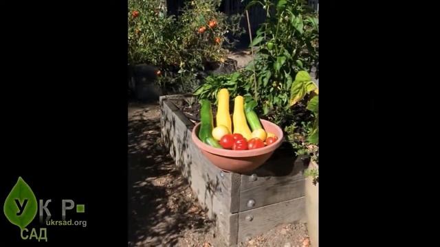 Декоративный огород среди многоэтажек смотреть онлайн