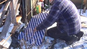 Как укрыть виноград (кишмиш ) на зиму.Сладкий виноград без косточек.Доступно и дешево.