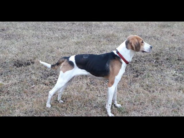 Охота на лису с гончими # 5 (2021г.) смотреть онлайн