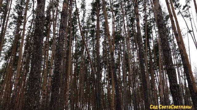 Плохо растут хвойные,деревья в саду. Какая причина? Близко грунтовые воды?#грунтовыеводы#сад#дача