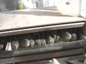 Бокс для содержания перепелов