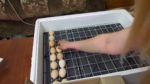 Все тонкости инкубации куриных яиц .