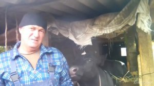 Бычки на откорме грызут доски.