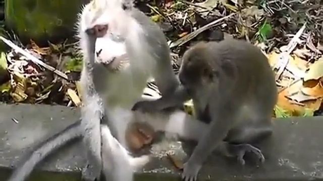 Они тоже кайфуют смотреть онлайн