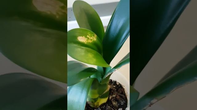 Помогите определить вид орхидеи!!! смотреть онлайн