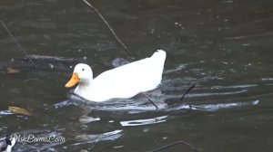 Пекинская утка