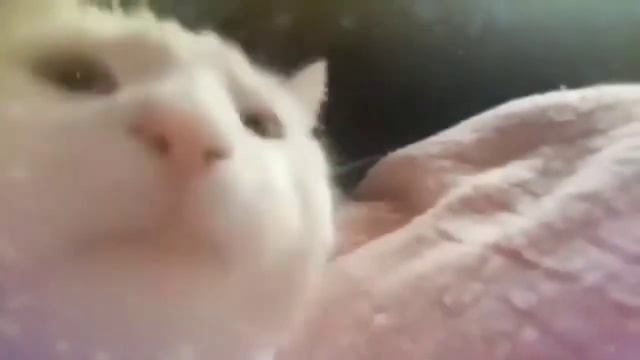 моя первая музыка «ЖДИ БЕЛОГО КОТА В КОСМОСЕ» от Петра Лесовского. смотреть онлайн