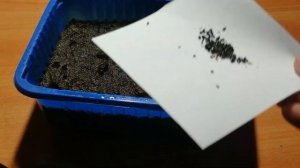 Выращивание прострелов из семян. Посев семян прострела.